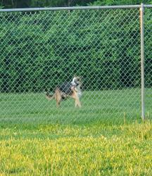 Found/Stray Unknown Dog last seen Little Cedar Bayou Park La Porte TX 77571, La Porte, TX 77571