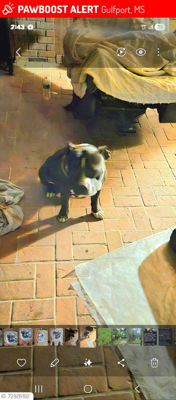 Lost Male Dog last seen Lorraine rd and I10 Fritz CREEK AREA loren d heights , Gulfport, MS 39507