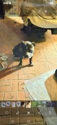 Lost Male Dog last seen Lorraine rd and I10 Fritz CREEK AREA loren d heights , Gulfport, MS 39507