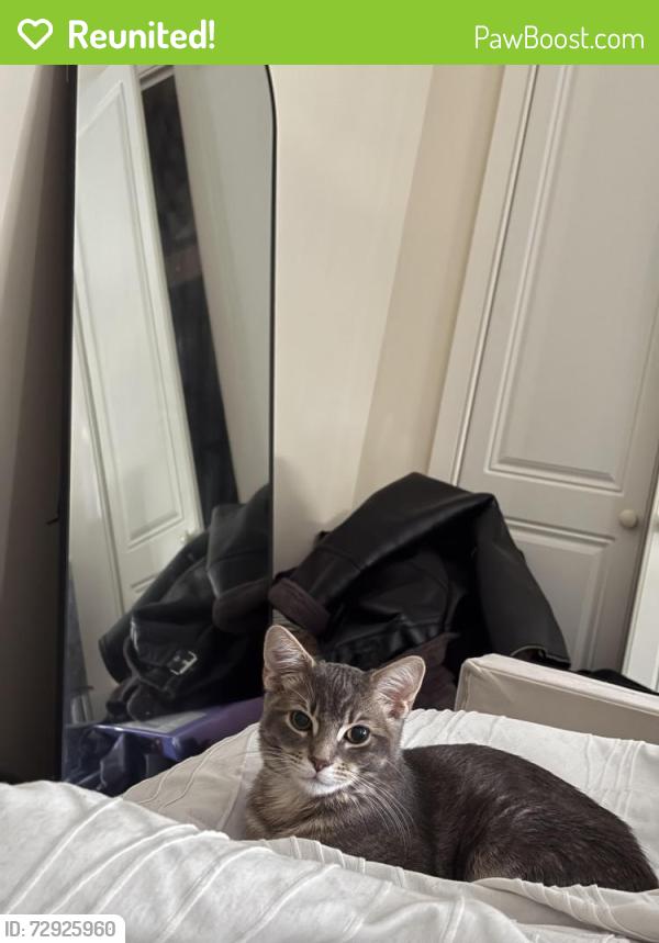 Reunited Male Cat last seen Shalefield gardens , Atherton, England M46