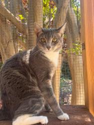 Reunited Female Cat last seen Casa Linda Dr, West Covina, CA 91791