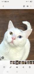 Reunited Male Cat last seen Foxfire and wanderlust, Painesville, OH 44077