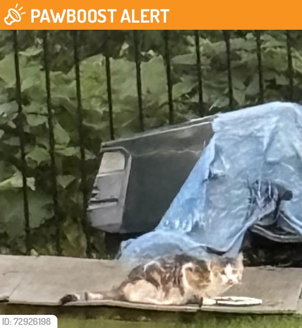 Found/Stray Unknown Cat last seen Manor Ave and Pine St Langhorne PA, Langhorne Manor, PA 19047