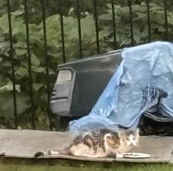 Found/Stray Unknown Cat last seen Manor Ave and Pine St Langhorne PA, Langhorne Manor, PA 19047