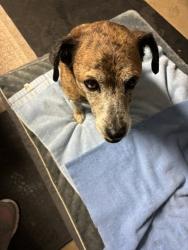 Reunited Male Dog last seen In the middle of Jackson Road at Oak Forest Baptist Church, Fletcher, Fletcher, NC 28732