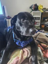 Reunited Female Dog last seen Foster plaza apmts,128th and foster, Portland, OR 97236