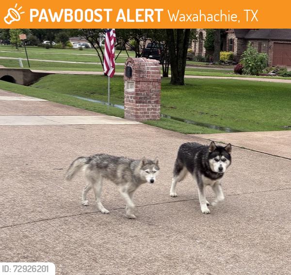 Found/Stray Unknown Dog last seen Spring Grove and Magnilia, Waxahachie, TX 75165