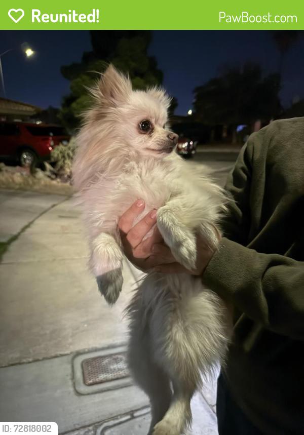 Reunited Male Dog last seen Bonanza and Marion , Las Vegas, NV 89110
