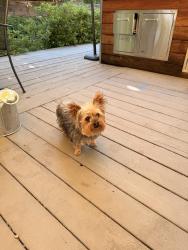 Found/Stray Female Dog last seen China Bar road, Auburn, CA 95603