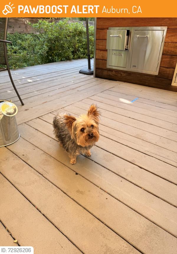 Found/Stray Female Dog last seen China Bar road, Auburn, CA 95603