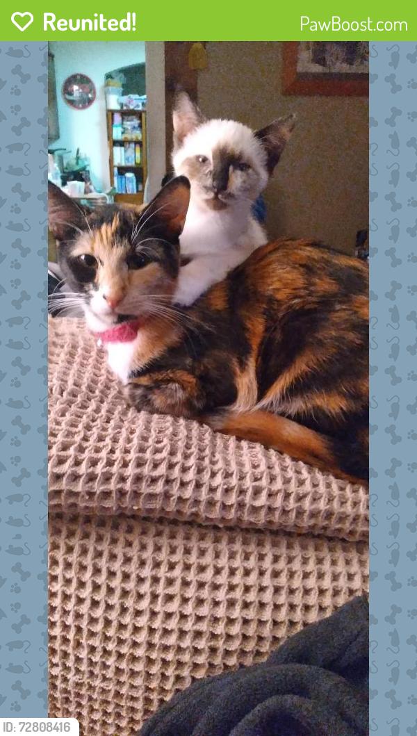 Reunited Female Cat last seen 11th, mcfadden,penny playground, Chehalis, WA 98532