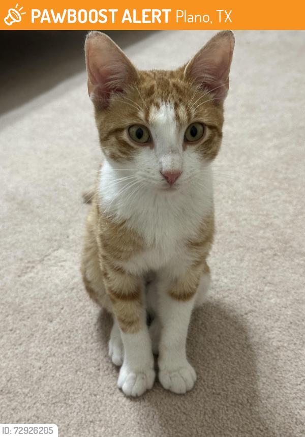 Found/Stray Male Cat last seen Stapleton Dr., Plano, TX 75025