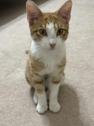 Found/Stray Male Cat last seen Stapleton Dr., Plano, TX 75025