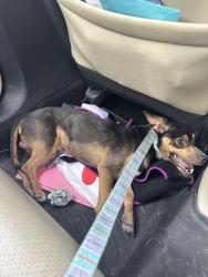 Reunited Male Dog last seen Near McCullough Ave, San Antonio, TX 78216, USA, San Antonio, TX 78216