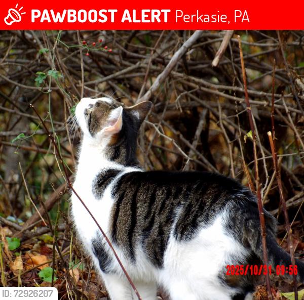 Lost Female Cat last seen Bucks community college perkasie campus, Perkasie, PA 18944