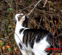 Lost Female Cat last seen Bucks community college perkasie campus, Perkasie, PA 18944