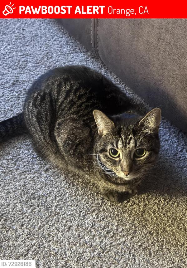 Lost Female Cat last seen Esplanade & Fernwood, Orange, CA 92869