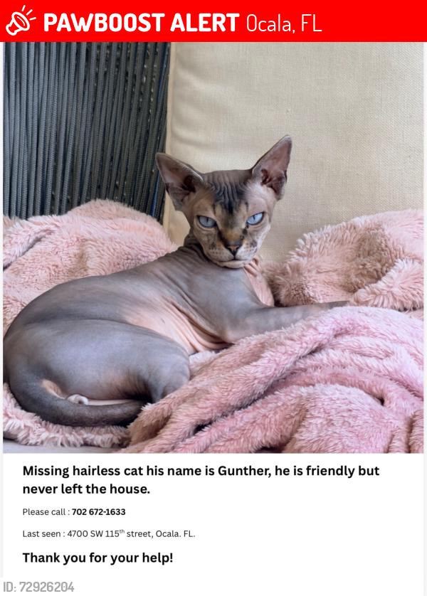 Lost Male Cat last seen In Ocala Waterway/49th Ave/Rd, Ocala, FL 34476