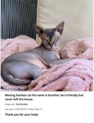 Lost Male Cat last seen In Ocala Waterway/49th Ave/Rd, Ocala, FL 34476