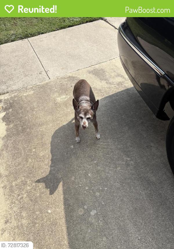 Reunited Female Dog last seen Near st and brookbend , Killeen, TX 76543