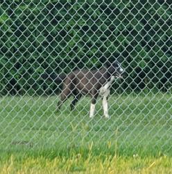 Found/Stray Unknown Dog last seen Little Cedar Bayou Park La Porte TX 77571, La Porte, TX 77571