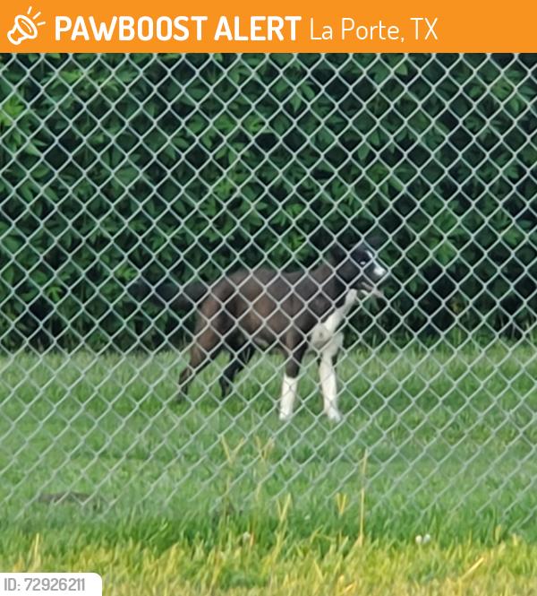 Found/Stray Unknown Dog last seen Little Cedar Bayou Park La Porte TX 77571, La Porte, TX 77571