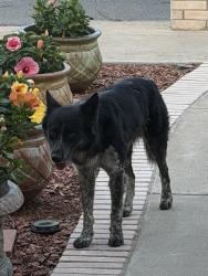 Found/Stray Unknown Dog last seen Dora and veterans Road, Plano, TX 75074