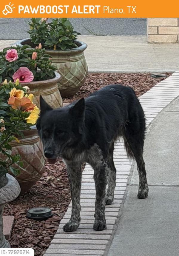 Found/Stray Unknown Dog last seen Dora and veterans Road, Plano, TX 75074