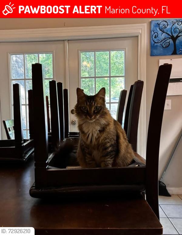 Lost Female Cat last seen Nw 66th ave Ocala fl , Marion County, FL 34482