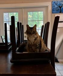 Lost Female Cat last seen Nw 66th ave Ocala fl , Marion County, FL 34482