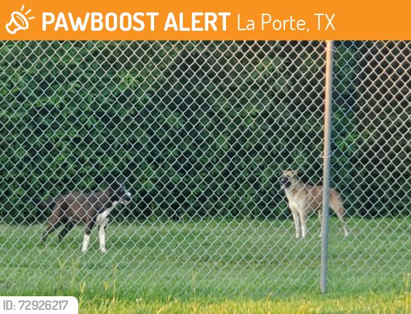 Found/Stray Unknown Dog last seen Little Cedar Bayou Park La Porte TX 77571, La Porte, TX 77571