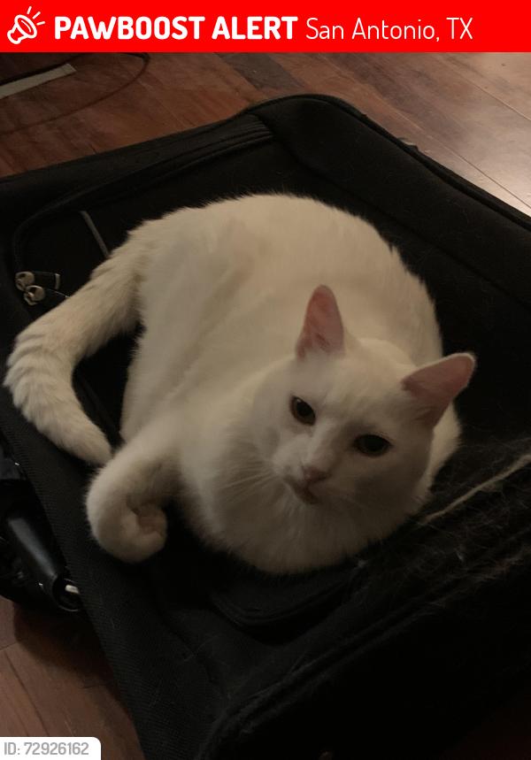 Lost Male Cat last seen Near Mt McKinley, San Antonio, TX 78251