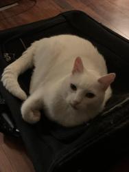 Lost Male Cat last seen Near Mt McKinley, San Antonio, TX 78251