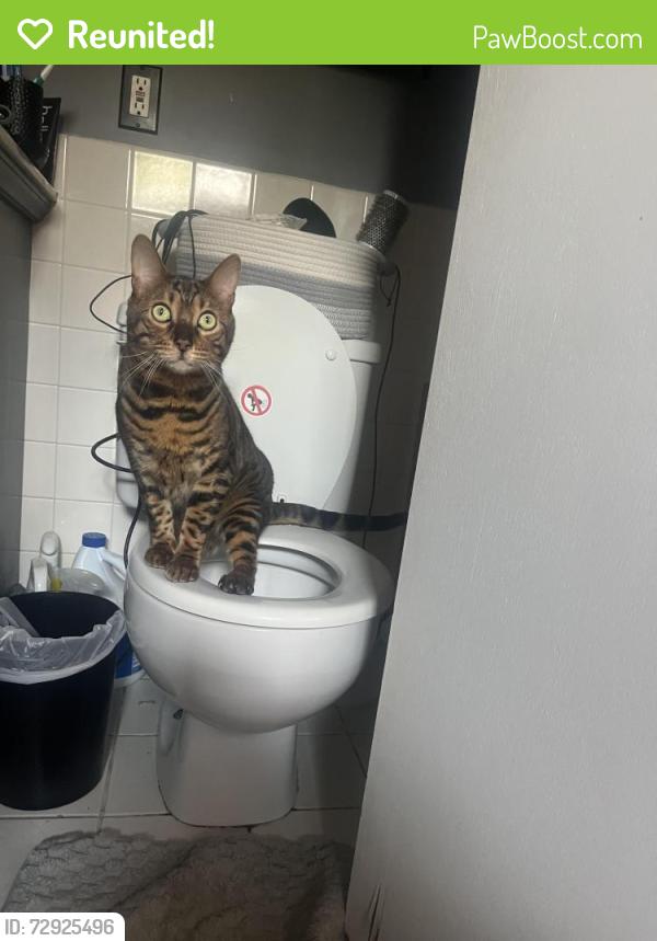 Reunited Male Cat last seen Near englewood terrence, Mahopac, NY 10541