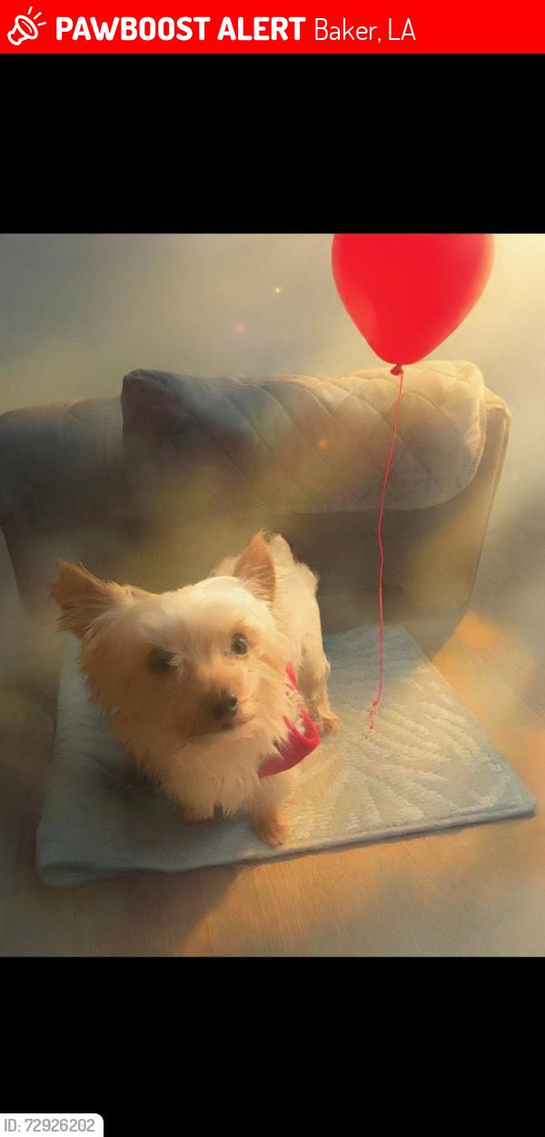 Lost Male Dog last seen Lavey Lane trailer Park (on his porch #53), Baker, LA 70714