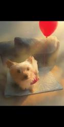 Lost Male Dog last seen Lavey Lane trailer Park (on his porch #53), Baker, LA 70714