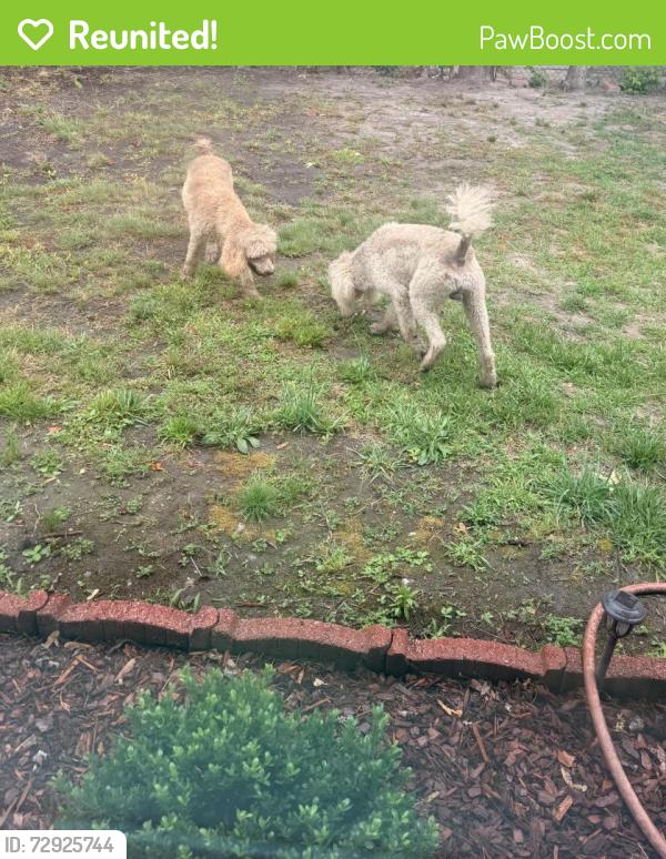 Reunited Female Dog last seen Food lion , Hampton, VA 23669