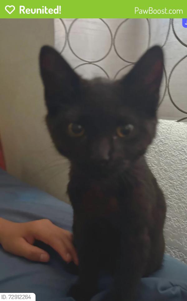 Reunited Female Cat last seen Near Hueneme Elementary School and the Port Hueneme Church near 5th st, Port Hueneme, CA 93041