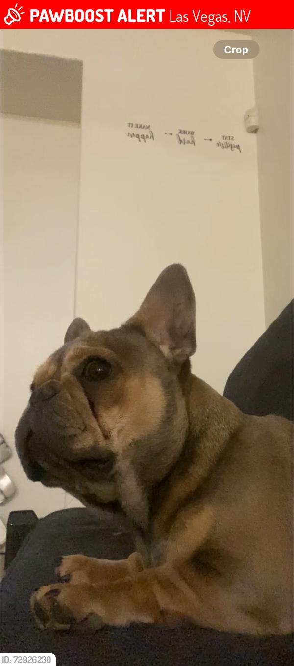 Lost Female Dog last seen Grand Canyon & dessert inn, Las Vegas, NV 89117