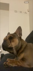 Lost Female Dog last seen Grand Canyon & dessert inn, Las Vegas, NV 89117