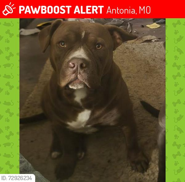 Lost Male Dog last seen Kirchoff, Antonia, MO 63052