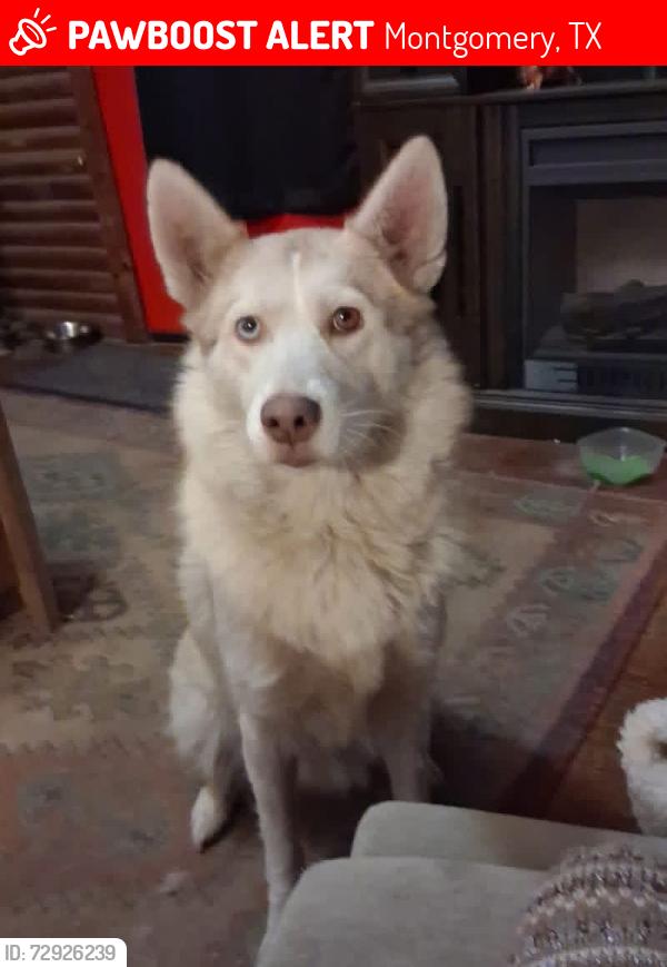 Lost Female Dog last seen Dollar general fm1485, Montgomery, TX 77316