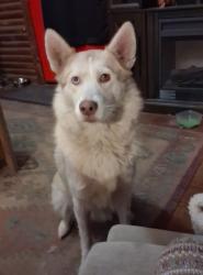 Lost Female Dog last seen Dollar general fm1485, Montgomery, TX 77316