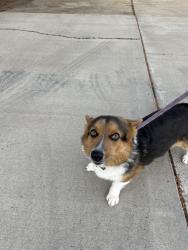 Reunited Male Dog last seen Nickclaus and Trevino, Rio Rancho, NM 87124