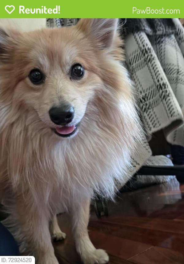 Reunited Male Dog last seen Greenfield and Main, Mesa, AZ 85206