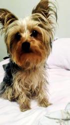 Lost Female Dog last seen Near E 12th ave , Denver, CO 80220