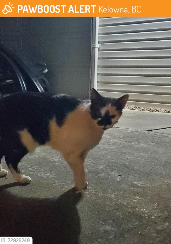 Found/Stray Unknown Cat last seen Camelia road, Kelowna, BC 