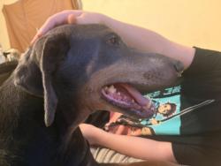 Reunited Female Dog last seen Scenery Dr, Allegheny County, PA 15037