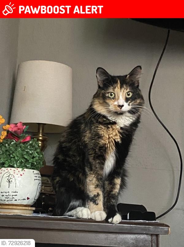Lost Female Cat last seen Calle municipio libre y av. artículo 110, Culiacán Rosales, Sin. 