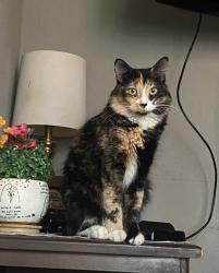 Lost Female Cat last seen Calle municipio libre y av. artículo 110, Culiacán Rosales, Sin. 